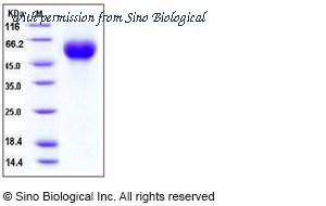 Sino Biological 11055-V08H4 image 1