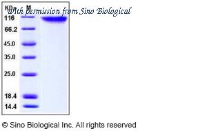 Sino Biological 10335-H08H image 1