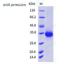Sino Biological 10774-H08H image 1