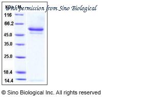 Sino Biological 11107-H08H image 1