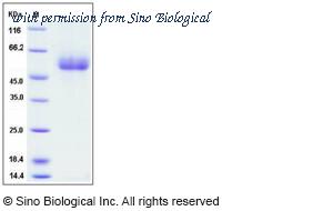 Sino Biological 11221-H08H image 1