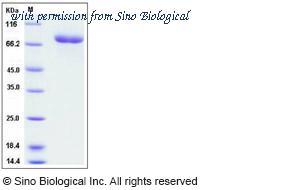Sino Biological 11019-H08H image 1