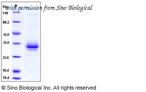 Sino Biological 11219-H08H image 1