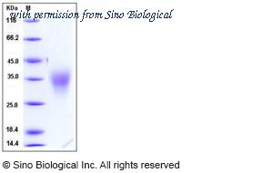 Sino Biological 50173-M08H image 1
