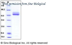 Sino Biological 11220-H07H image 1