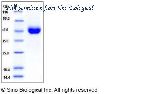 Sino Biological 50403-M08H image 1