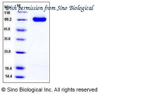 Sino Biological 50640-M08H image 1