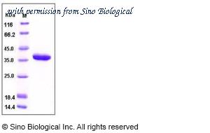 Sino Biological 10687-H08H image 1