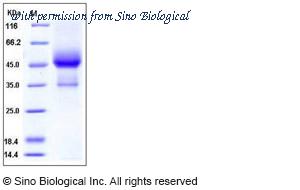 Sino Biological 10459-H03H image 1
