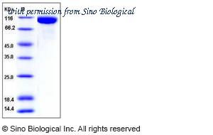 Sino Biological 50161-M08H image 1