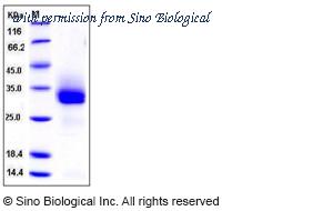 Sino Biological 50177-M08H image 1