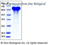 Sino Biological 50396-M08H image 1