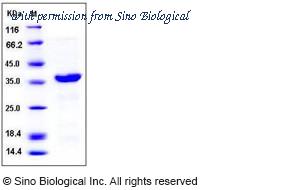 Sino Biological 10623-H07E image 1