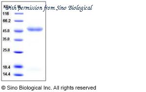 Sino Biological 10252-H08H image 1