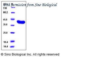 Sino Biological 11681-HNCB image 1