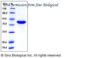 Sino Biological 11679-V07E image 1