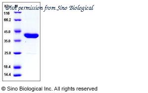 Sino Biological 11680-V07E image 1