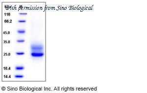Sino Biological 10473-H08H image 1