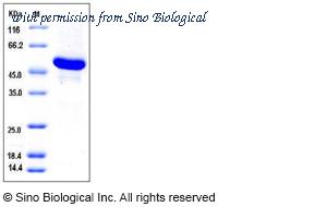 Sino Biological 11593-H08B image 1