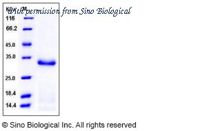 Sino Biological 50383-M08H image 1