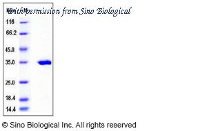 Sino Biological 11411-H07E image 1