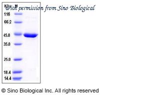 Sino Biological 50626-M08B image 1