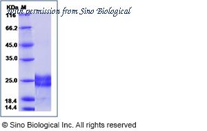 Sino Biological 10009-HNAB image 1