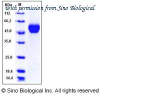 Sino Biological 11640-H08H image 1