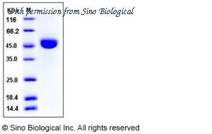 Sino Biological 50564-M08H image 1