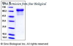 Sino Biological 11713-V08H image 1