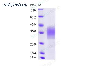 Sino Biological 50149-M08H image 1