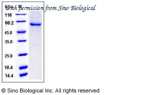 Sino Biological 10839-H08B image 1
