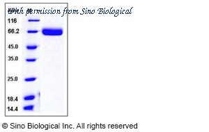Sino Biological 50575-M08H image 1