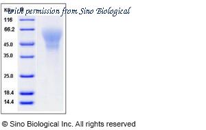 Sino Biological 11836-H08H image 1