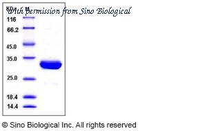Sino Biological 12411-H07E image 1