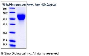 Sino Biological 50292-M08H image 1