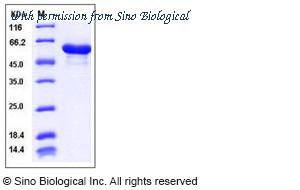 Sino Biological 50596-M07E image 1