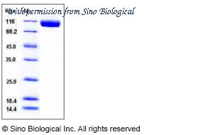 Sino Biological 50584-M08H image 1