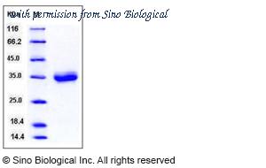 Sino Biological 50019-M08H image 1