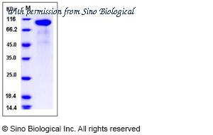Sino Biological 80079-RCCH image 1