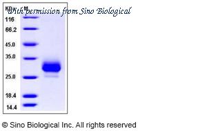 Sino Biological 90014-C08H image 1