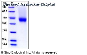 Sino Biological 90013-C27H image 1