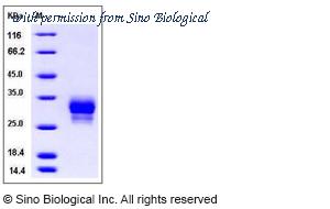 Sino Biological 90015-C08H image 1