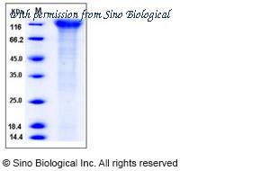Sino Biological 11202-H08H image 1
