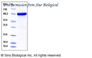 Sino Biological 10877-H24E image 1