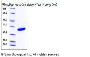 Sino Biological 10160-H08H image 1