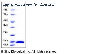 Sino Biological 50535-M07E image 1