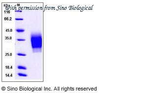 Sino Biological 12232-H08H image 1
