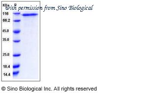 Sino Biological 12589-H08H image 1
