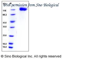 Sino Biological 50500-M08H image 1